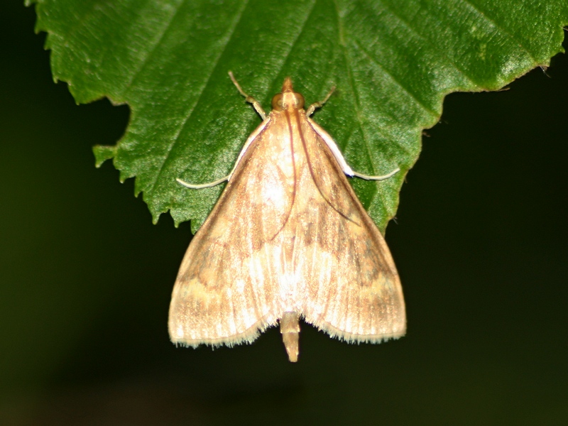 Aiuto ID crambidae o pyralidae